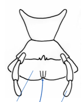 <p>What is this structure called?</p>