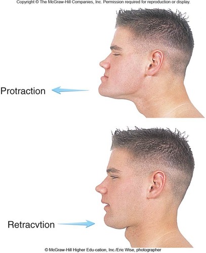 <p>movement of the lower jaw forward</p>