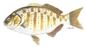 <p>Family Embiotocidae</p>