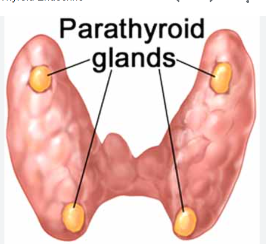 <p>Secrete parathyroid hormone (PTH), which controls calcium levels in the blood.</p>