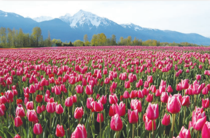 <p>monocular depth cue</p><p>textures become finer as they recede in the distance</p><p></p>