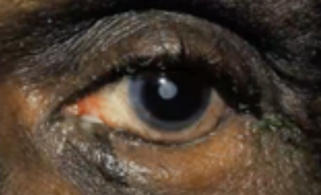 <p>Abnormalities of the External Eye</p><ul><li><p>Inwardly turned lower lid</p></li></ul><p></p>