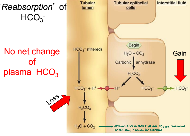 <p>gain</p><p>(H2O + CO2 from tubular lumen can diffuse across and form H2CO3 → H+ (which goes to lumen) + HCO3-. HCO3- diffuses to interstitial fluid = gain) </p><p>→ in this case, no net change because products are recycled to each other </p>