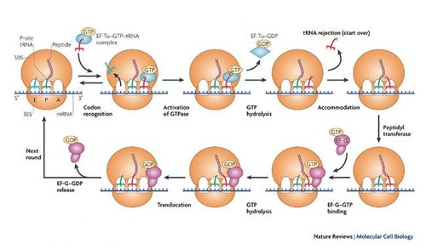 <p>Process requiring elongation factor EF-G/GTP.</p>