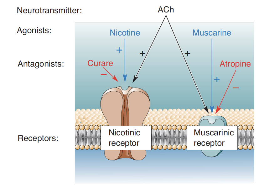<p>5 types of GPCRs. Found in CNS + autonomic NS. More of these in brain compared to nicotinic receptors. </p>