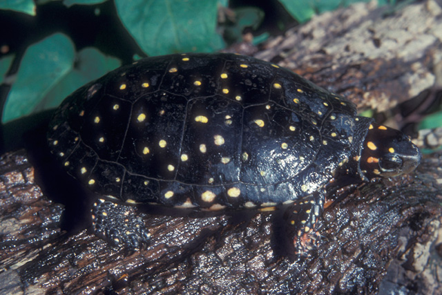 <p><span style="font-family: times new roman">Spotted Turtle</span></p>
