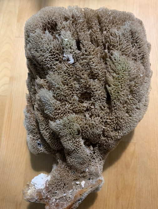 <p><span>To which </span><strong>phylum</strong><span> does this specimen belong?</span></p>