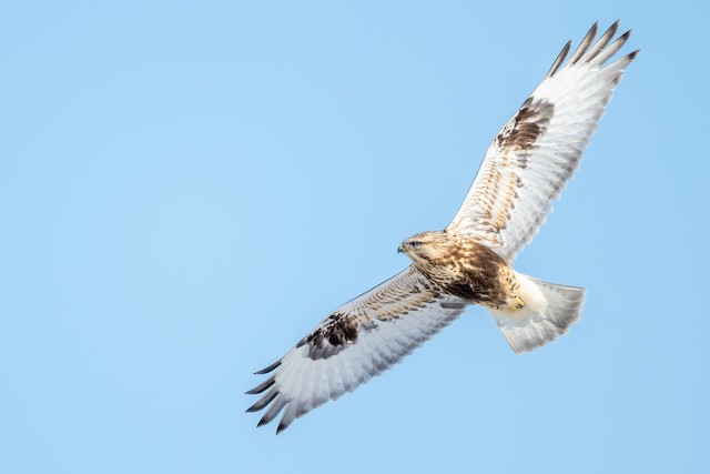 <p>Heavy White Underside with dark patches</p>