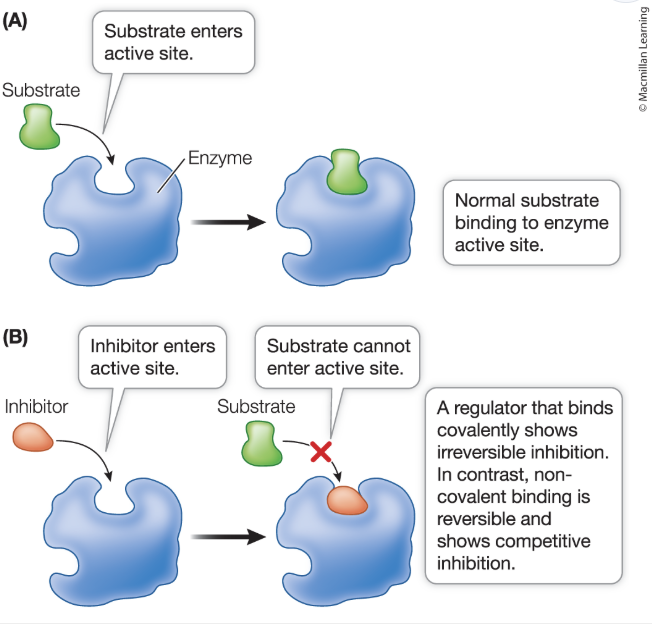 <ol><li><p>active site regulation: inhibitors are molecules that bind to the active site, preventing the substrate from entering</p><ol><li><p>competitive inhibition: <mark data-color="yellow" style="background-color: yellow; color: inherit;">inhibitor is similar to the substance</mark>, but no reaction occurs; reversible</p></li><li><p>irreversible inhibition: rare, mostly occurs in drugs</p></li></ol></li><li><p>allosteric regulation: non-substrate molecule binds a site other than the active site (allosteric site)</p><ol><li><p>enzyme changes shape —> alters activity</p></li><li><p>can activate or inactivate enzymes</p></li></ol></li></ol><p></p>