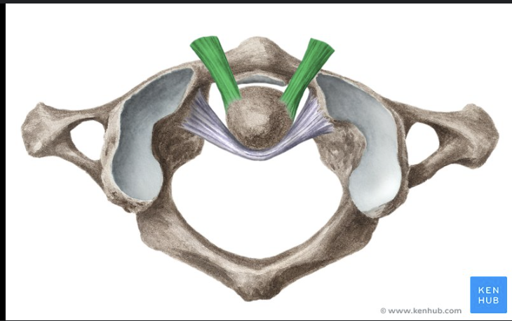 <p>ligament name?</p>