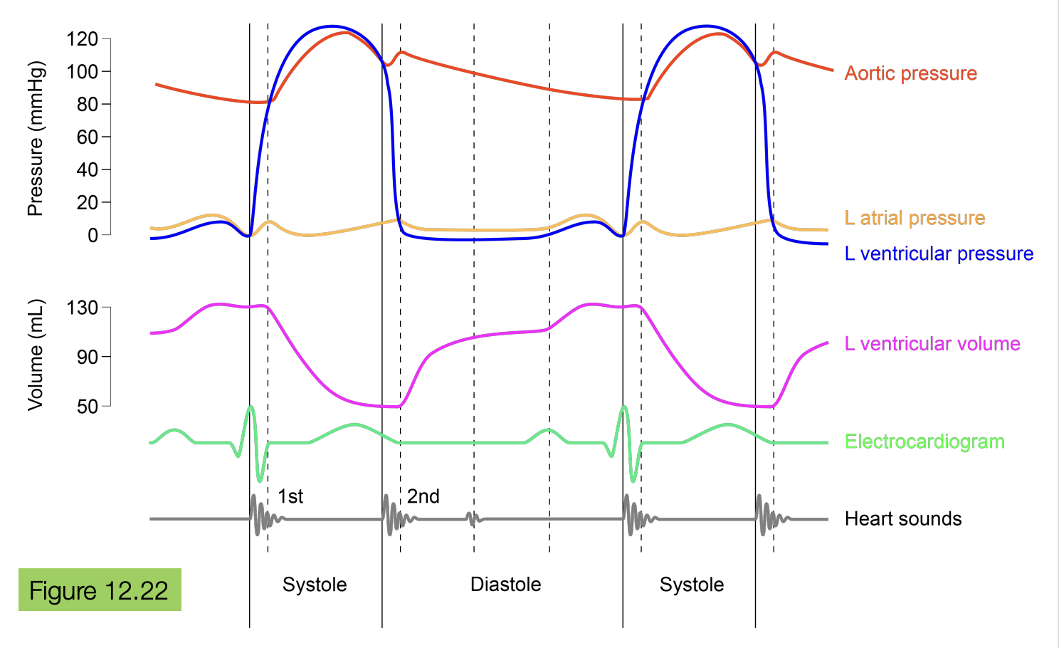 <p>at the end of diastole, the atrial pressure increases slightly to push all the blood left in the atria into the ventricle</p><p>the atrial pressure is not that all important because the blood will still flow passively from the atrium to the ventricle. so without the kick, 85% of the blood would already flowed passively into the ventricle. the kick maximizes blood flow, and makes it closer to 100%</p>