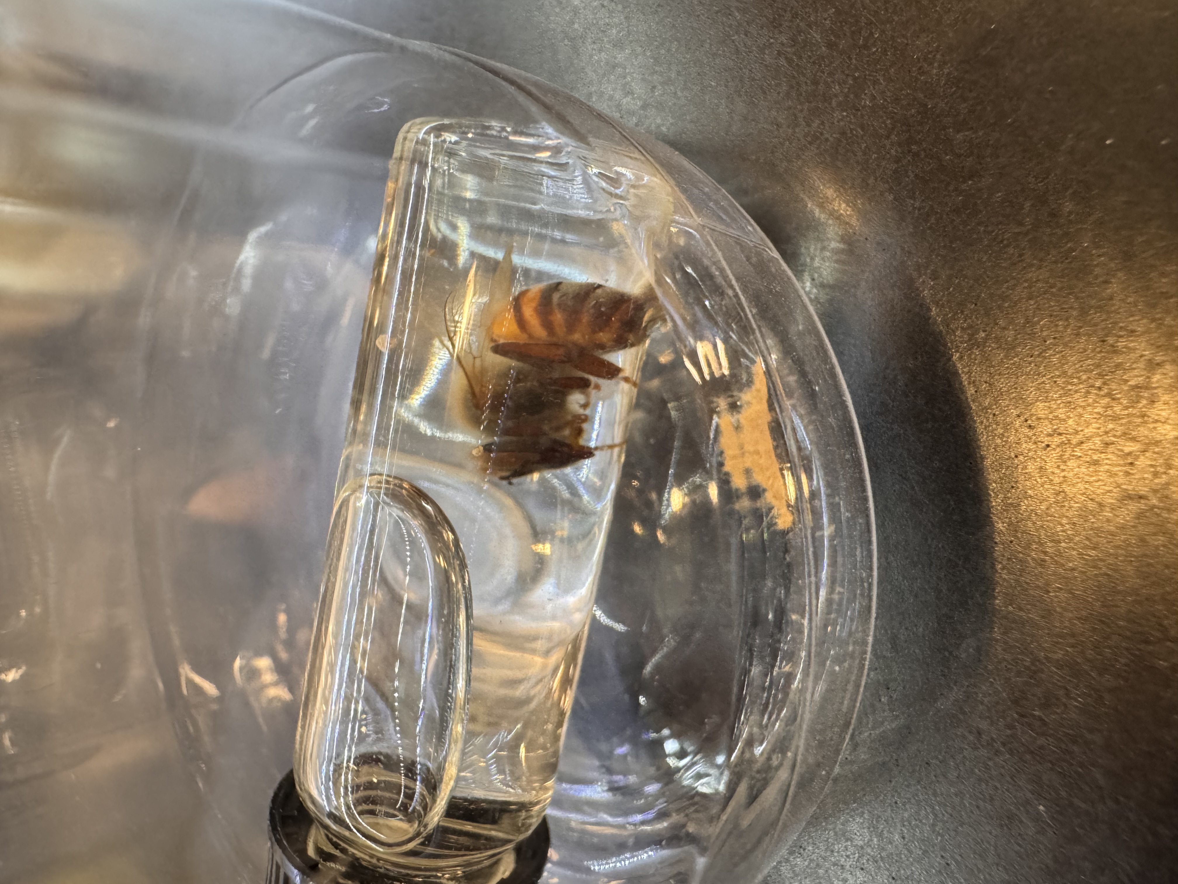 <p>Honeybee worker</p>