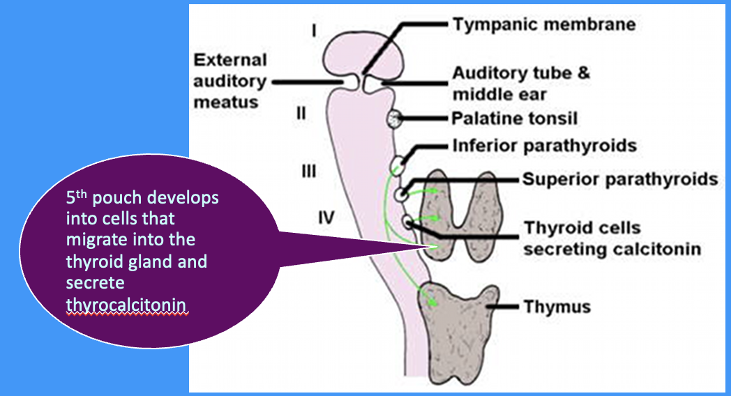 <p>what does the 5th pharyngeal pouch develop into</p>
