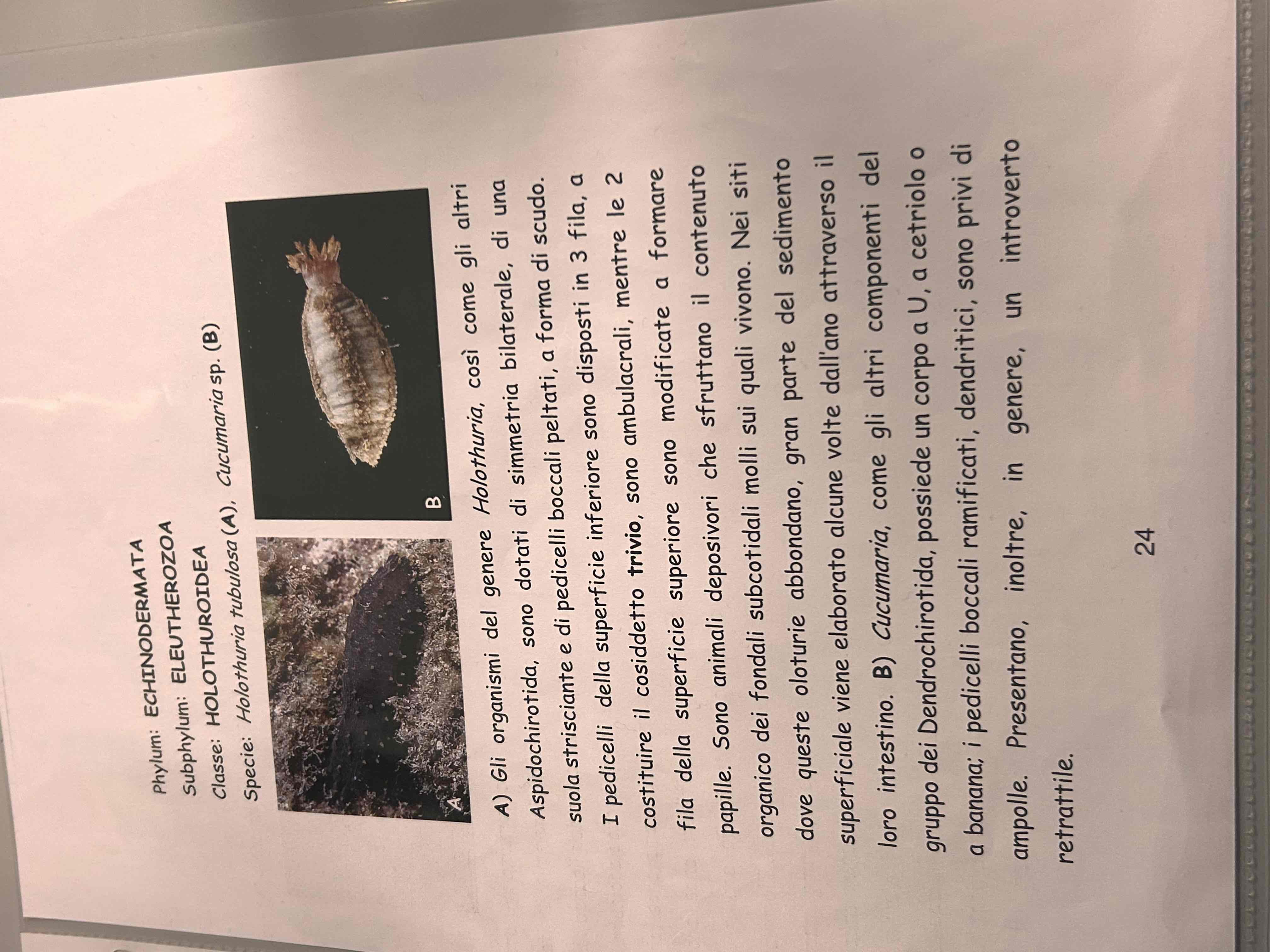 <p>Echinodermata</p><p>Oloturidei</p><p>Cucumaria sp</p>