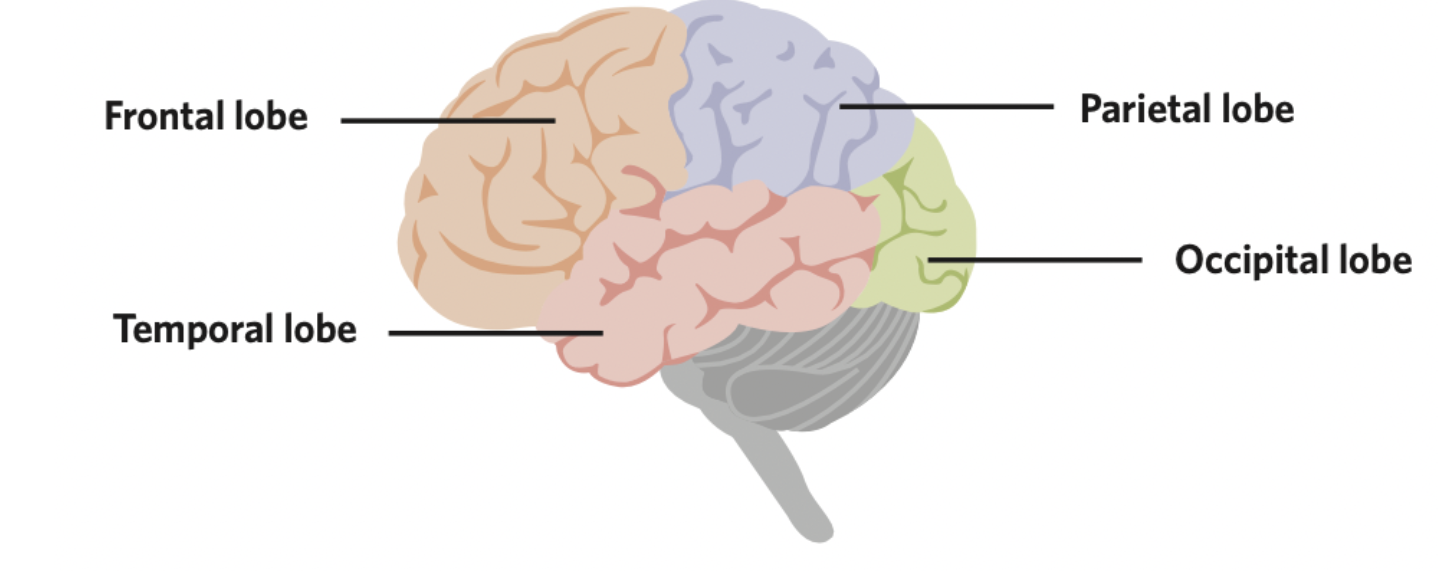 <p><span><span>Area of the brain responsible for all voluntary activities of the body</span></span></p>
