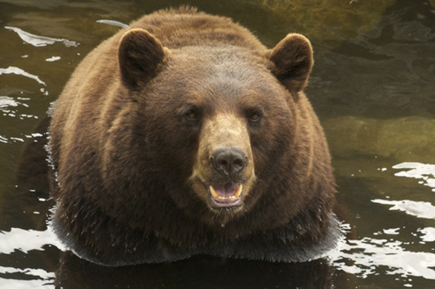 <p>the bear</p>
