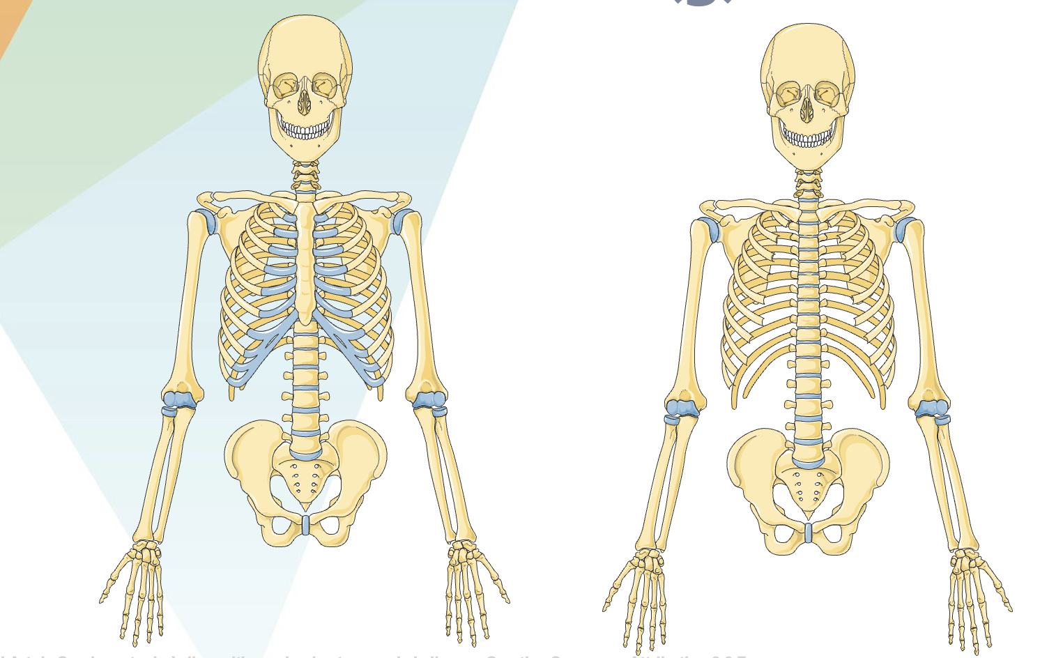 <p>axial skeleton</p>