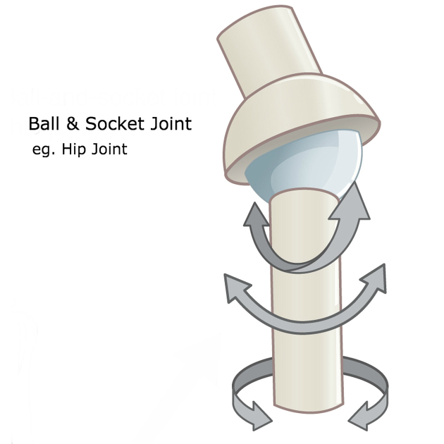 <p>Sphere-shaped head of one bone fits into a rounded cavity on the other bone</p><p>Ex: Shoulder, hip </p>