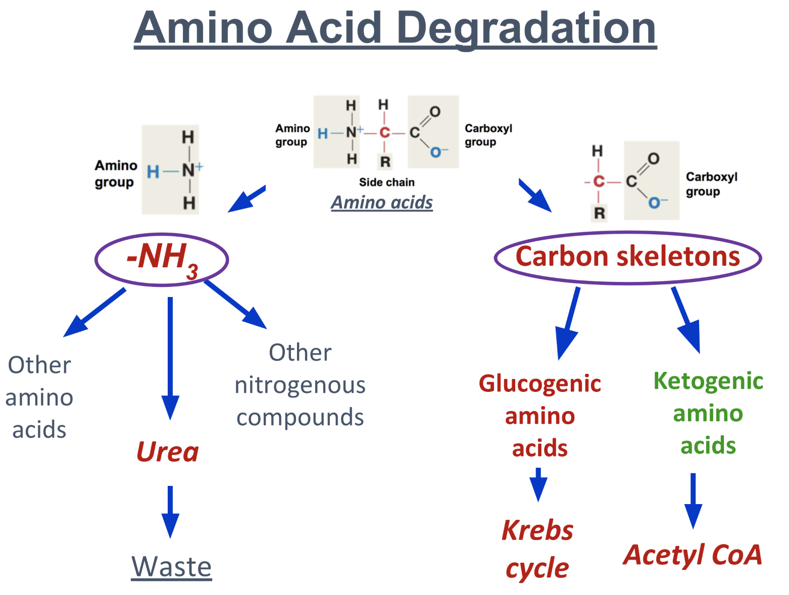 <p>Broken down into 2 parts</p><ol><li><p>Amino group NH3</p></li></ol><ul><li><p>used for synthesis of other a.a.</p></li><li><p>forms urea, excreted as waste</p></li><li><p>forms other nitrogenous compounds like nitrogenous base of nucleotides</p></li></ul><ol start="2"><li><p>Carbon skeleton</p></li></ol><ul><li><p>of Glucogenic a.a: enters kreb cycle for ATP synthesis</p></li><li><p>of Ketogenic a.a: broken down into acetyl CoA</p></li></ul><p></p>