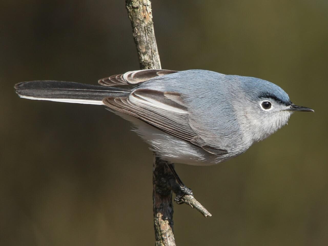 <p>Blue-gray above, white below; bold white outer tail, narrow eye-ring; tiny active bird.</p>