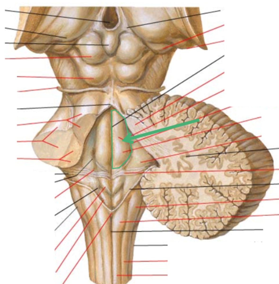 <p>medial eminence</p>