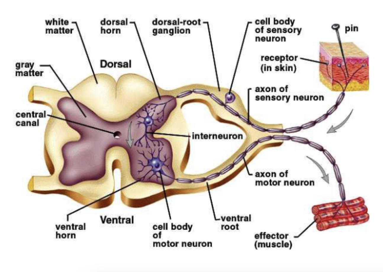 <p>how do reflexes work? (describe the neural pathway a pain stimulus causes in the spinal cord)</p>