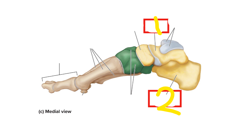 <p>what bone is #2?</p>