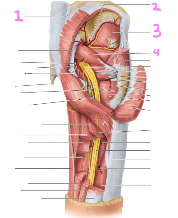 <p>identify structures 1-4?</p>