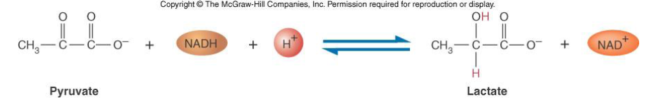 <p>=melkzuurfermentatie</p><p>je hebt NADH + H<sup>+ </sup>nodig als elektronendrager</p><p>komt voor in de spieren</p><p>enzym: lactaat dehydrogenase </p>