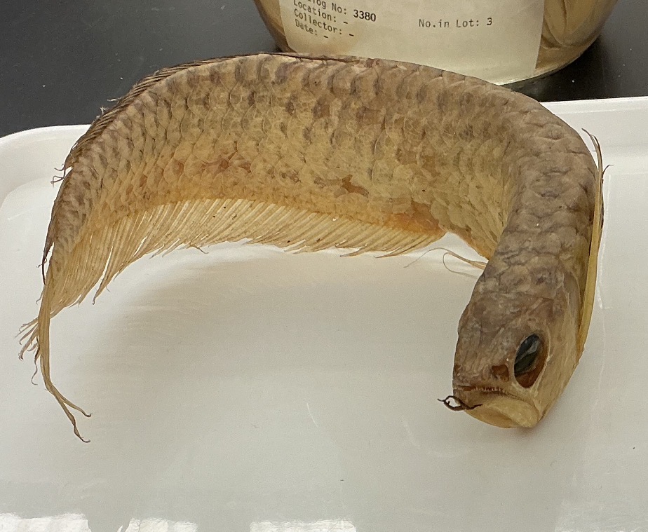 <p>Name the order</p>