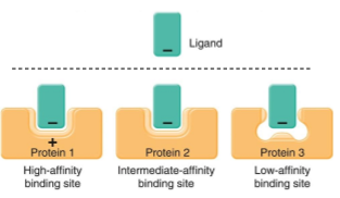 <p>Correct shape and electrical charges </p>