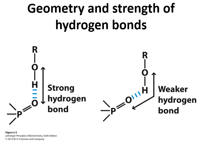 <p>Why are hydrogen bonds directional </p>