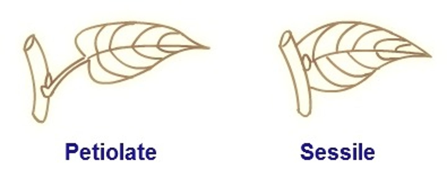 <p>leaves containing visible petiole (usually attached to margin)</p>