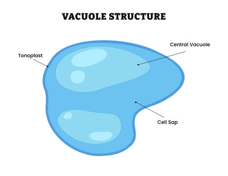 <p>Vacuole</p>