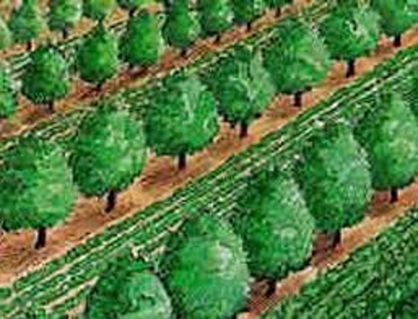 <p>Form of intercropping - planting two types of crops next to each other</p><p>Crops planted in strips/alleys between trees or shrubs</p><p>Trees/shrubs provide fruit or timber, shade (which helps retain water), & green manure (fresh plant growth)</p>