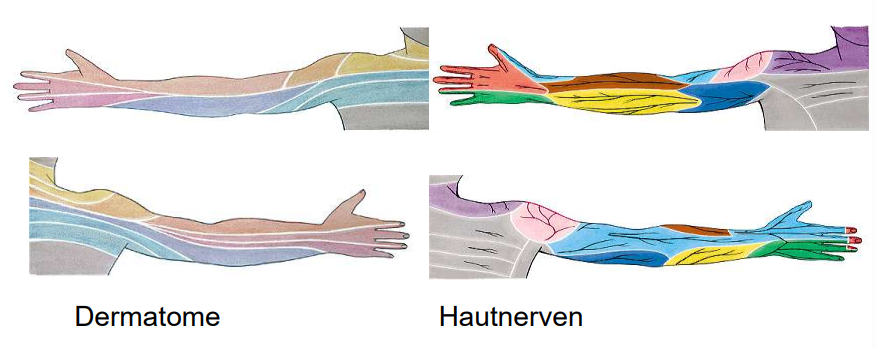 <p>Nervenversorgung - Dermatome</p><ul><li><p>Hautbereich für sensible Fasern</p></li></ul><p></p>