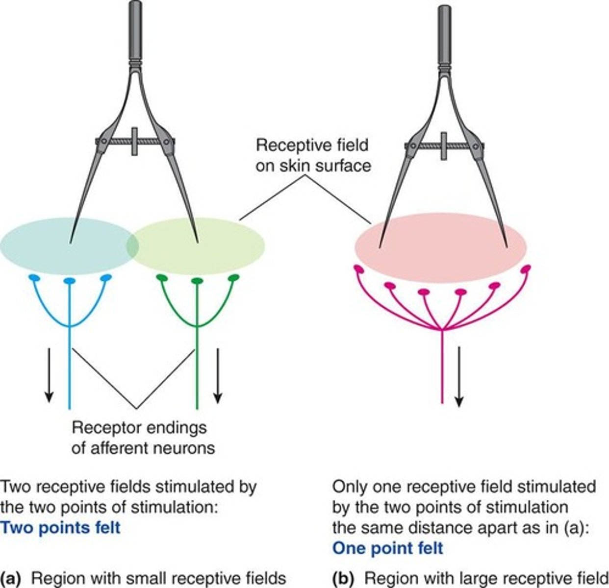 <p>A receptive field is the specific region where each somatosensory neuron responds to stimulus information.</p>