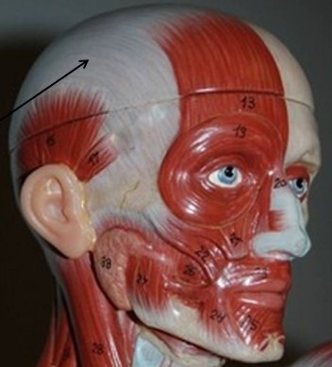 <p>the long flat tendon that connects the frontal &amp; occipital bellies of the occipitofrontalis m.</p>