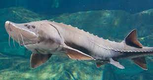 * ancient bottom-dwellers, 5 rows of bony plates on body
* long snout and shark-like appearance, but no teeth
* 5 ft & 300 lbs., largest fish in dome
* can live in salt, brackish, or freshwater