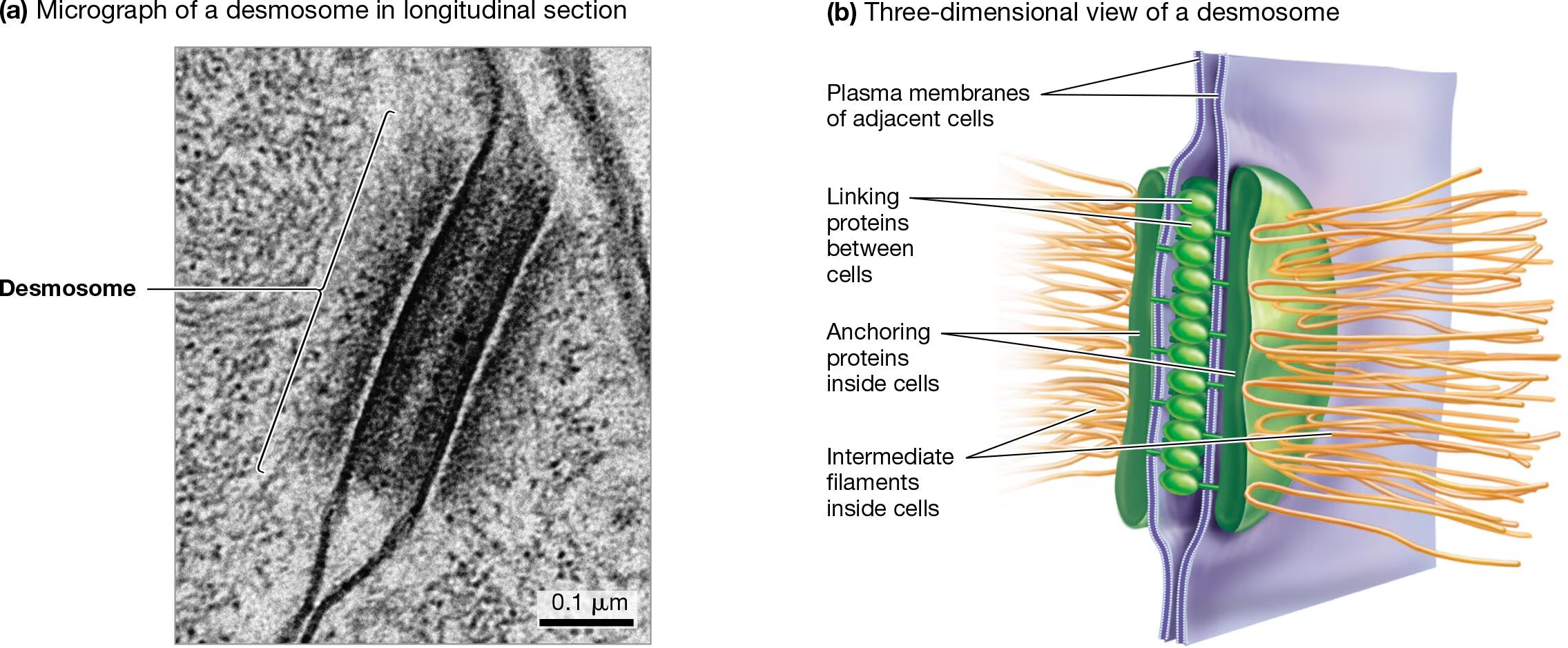 <ul><li><p>Strong adhesions that anchor the cytoskeleton</p></li><li><p>Continuous structural support between cells</p></li><li><p>Found in tissues that experience intense mechanical stress (cardiac muscle, bladder, epithelia)</p></li></ul><p></p>