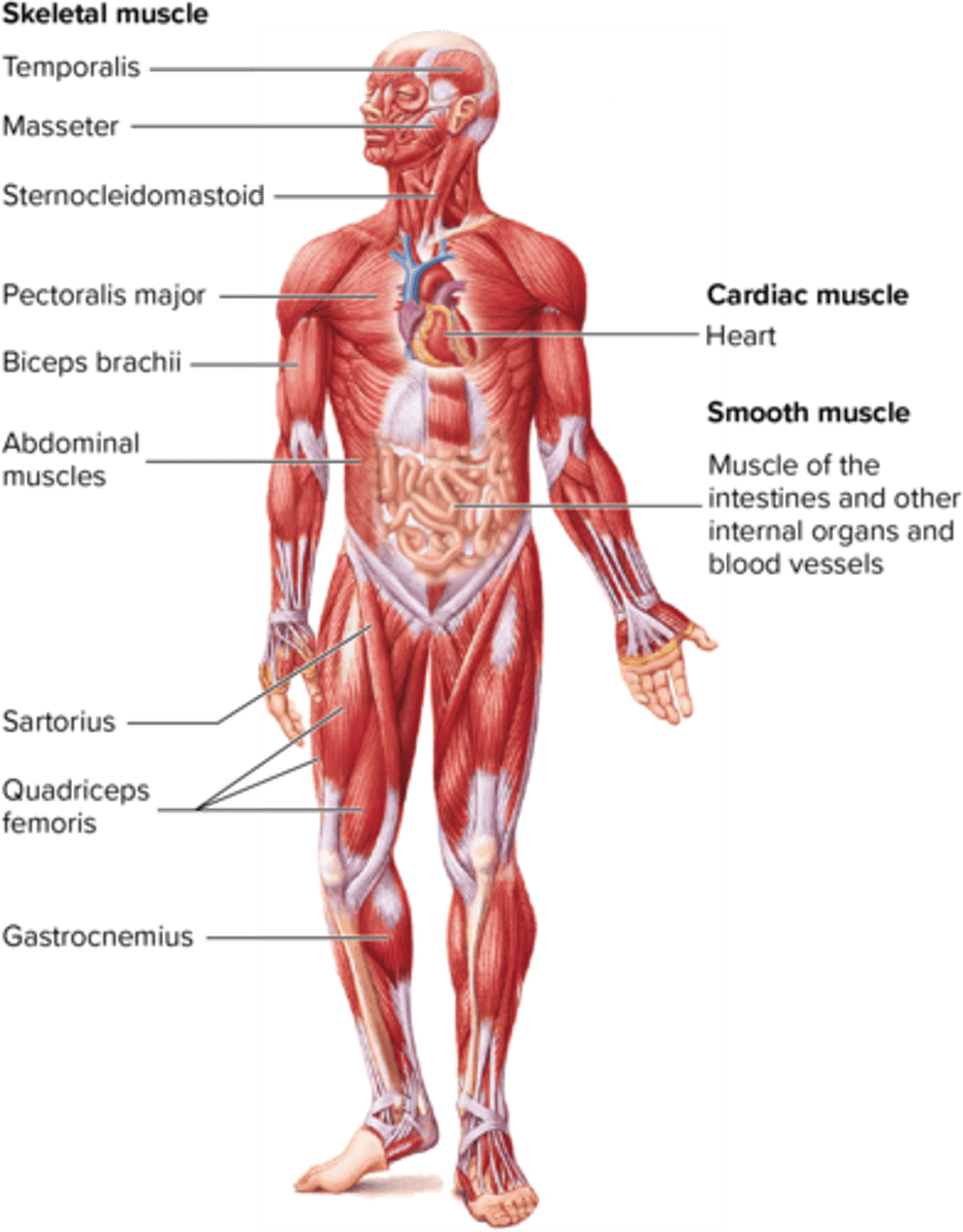 <p>C. CORRECT. Cardiac tissue, skeletal tissue, and smooth tissue are all parts of the muscular system.</p><p>A. The lymphatic system is a series of vessels. It does not contain cardiac, skeletal, or smooth tissues.</p><p>B. The integumentary system is comprised of skin and accessory structures. It does not contain cardiac, skeletal, or smooth tissues.</p><p>D. The endocrine system is comprised of glands that secrete hormones. It does not</p><p>contain cardiac, skeletal, or smooth tissues.</p>