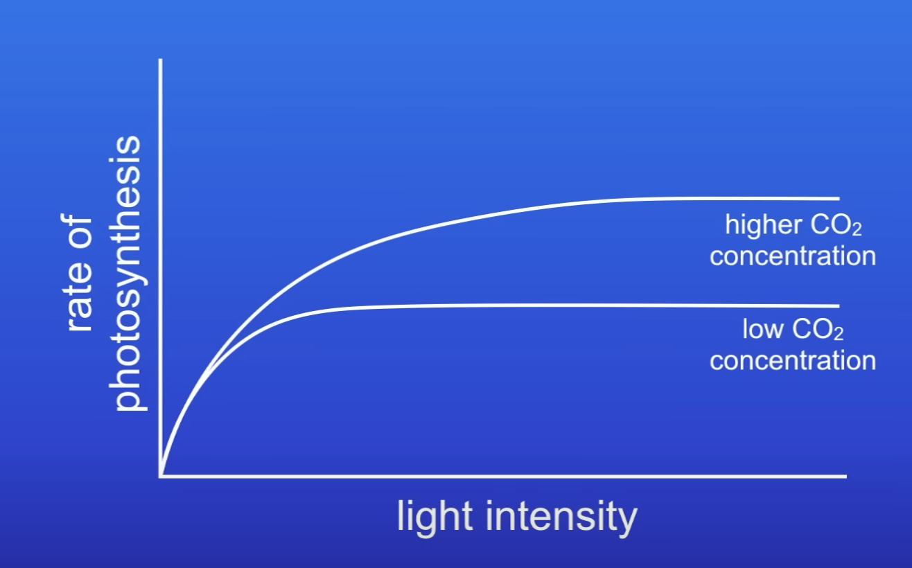 <ol><li><p>Repeat experiment</p></li><li><p>Change CO2 conc / temp</p></li><li><p>Plot graph</p></li></ol>