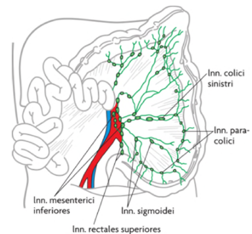 Lymfekarforsyningen er rigelig. 

Lymfen fra appendix, caecum, colon ascendens og - transversum passerer gennem Inn. ileocolici, Inn. colici dextri og Inn. colici inedii og fortsætter til Inn. mesenterici.

Lymfen fra den resterende del af colon løber til kæden af lymfeknuder langs a. mesenterica inferior.