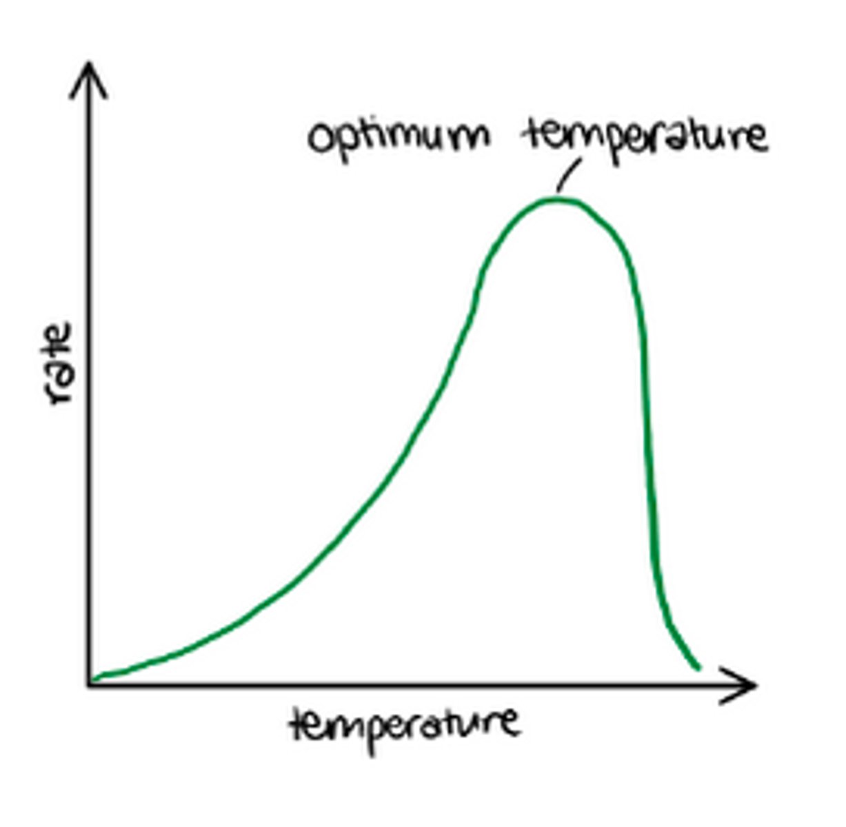 <p>Rate of photosynthesis increases as temp increases up to an optimum, decreases after</p><p>- Limits light independent reaction as it's enzyme controlled (rubisco)</p><p>- Increasing temp up to optimum - more Ek, so more E-S complexes (rubisco).</p><p>- Above optimum - H bonds in tertiary structure break active site changes shape / enzyme denatured (rubisco), so fewer E-S complexes</p>
