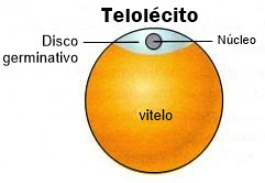 * muito vitelo
* maior ovo
  * peixes
  * répteis
  * ornitorrinco
  * equidna
  * aves
* segmentação meroblástica discoidal
