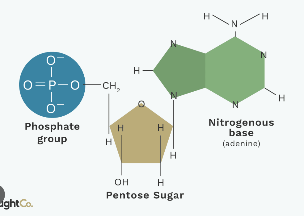 <p>_____ ____ code for genetic material (DNA, RNA)</p>