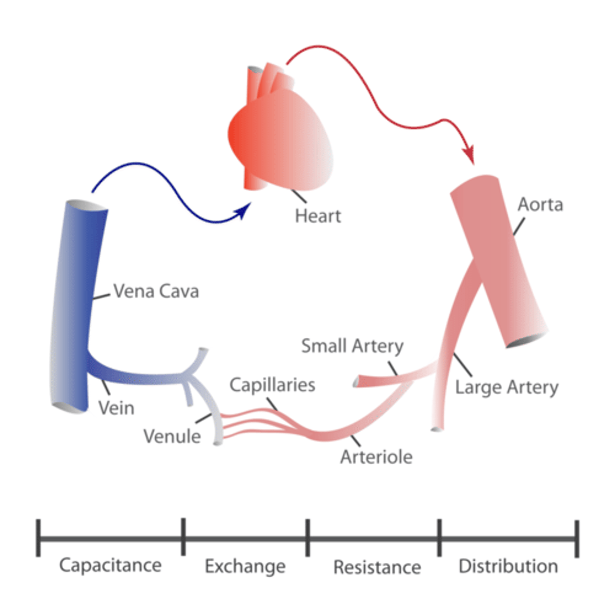 <p><strong>ARTERIES --&gt; ARTERIOLES--&gt; CAPILLARIES--&gt; VENULES--&gt; VEINS</strong></p>