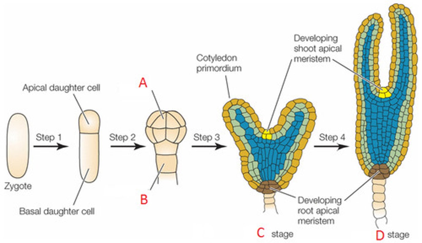 <p>begins with division of zygote</p><p>1st division is asymmetrical and transverse</p><p>apical cell: smaller cell on top, gives rise to most of the mature embryo</p><p>basal cell: larger cell, produces suspensor, anchors embryo at micropyle and is the source of nutrient exchange. Expands longitudinally by multiple transverse divisions to form the suspensor</p>