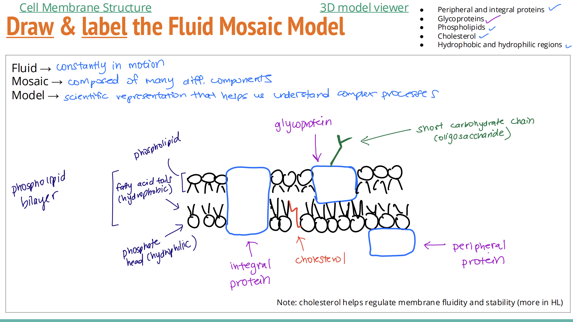 <img src="https://knowt-user-attachments.s3.amazonaws.com/cdbc91b3-1130-410c-957d-322e581857ff.png" data-width="100%" data-align="center" alt="No need channel and carrier"><p>Students should be able to draw a two-dimensional representation of the model and include peripheral and integral proteins, </p><p>glycoproteins, phospholipids and cholesterol. They should also be able to indicate hydrophobic and hydrophilic regions</p>