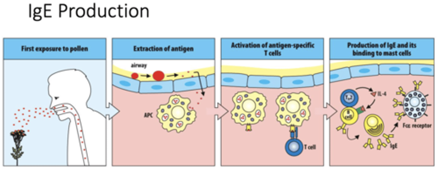<p>A: APCs display the processed allergen on their surface to naive T cells, activating them.</p>